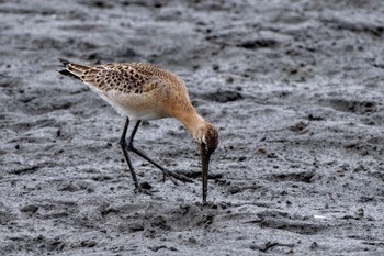 Black-tailed Godwit Isanuma Sun, 9/24/2023