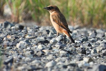 Amur Stonechat 岡山旭川 Thu, 9/28/2023