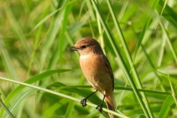 Amur Stonechat 岡山旭川 Thu, 9/28/2023