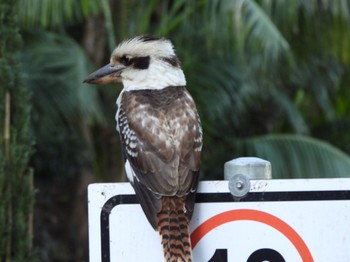 Laughing Kookaburra オーストラリア Sat, 8/12/2023