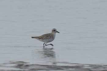 ダイゼン ふなばし三番瀬海浜公園 2023年9月28日(木)