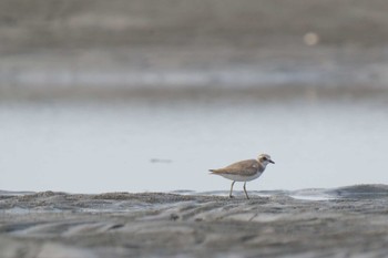 メダイチドリ ふなばし三番瀬海浜公園 2023年9月28日(木)