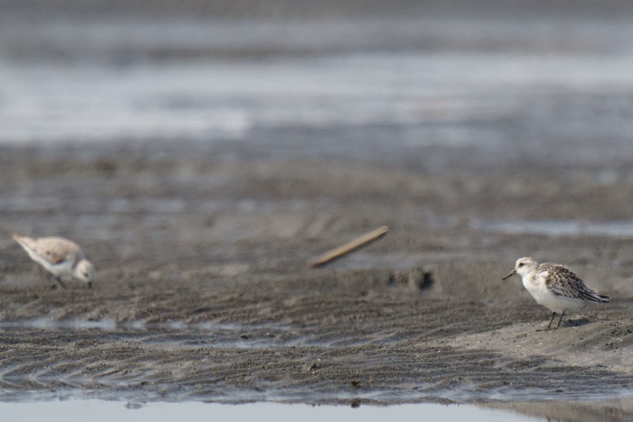 ふなばし三番瀬海浜公園 ミユビシギの写真