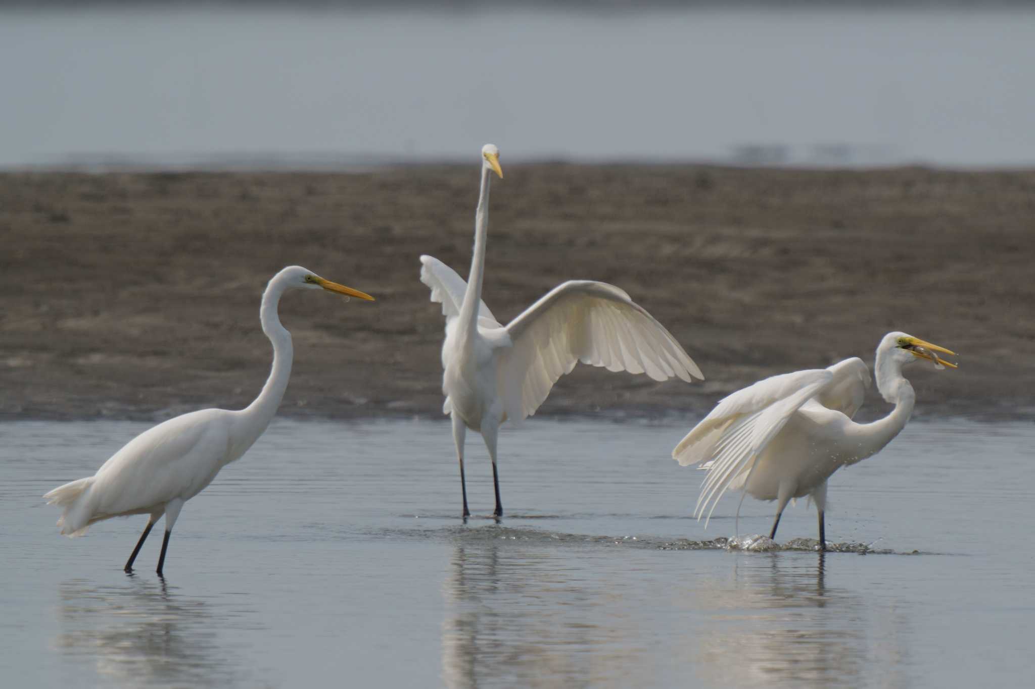 ふなばし三番瀬海浜公園 チュウサギの写真