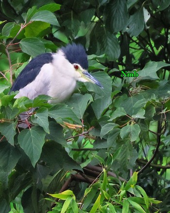 Black-crowned Night Heron Unknown Spots Unknown Date