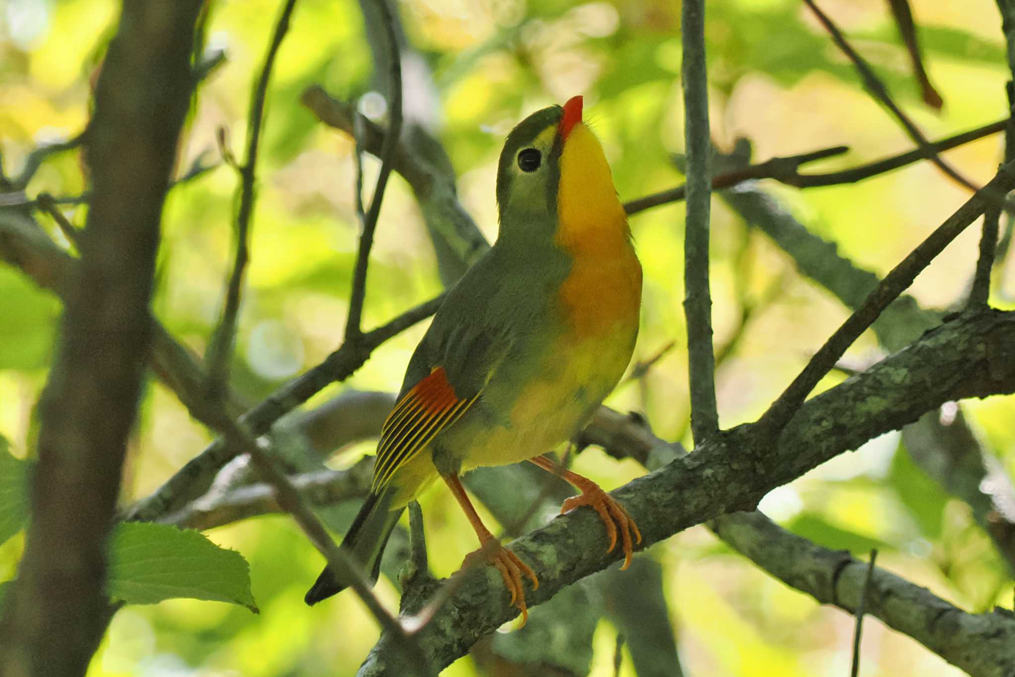 Photo of Red-billed Leiothrix at 剣山 by 藤原奏冥