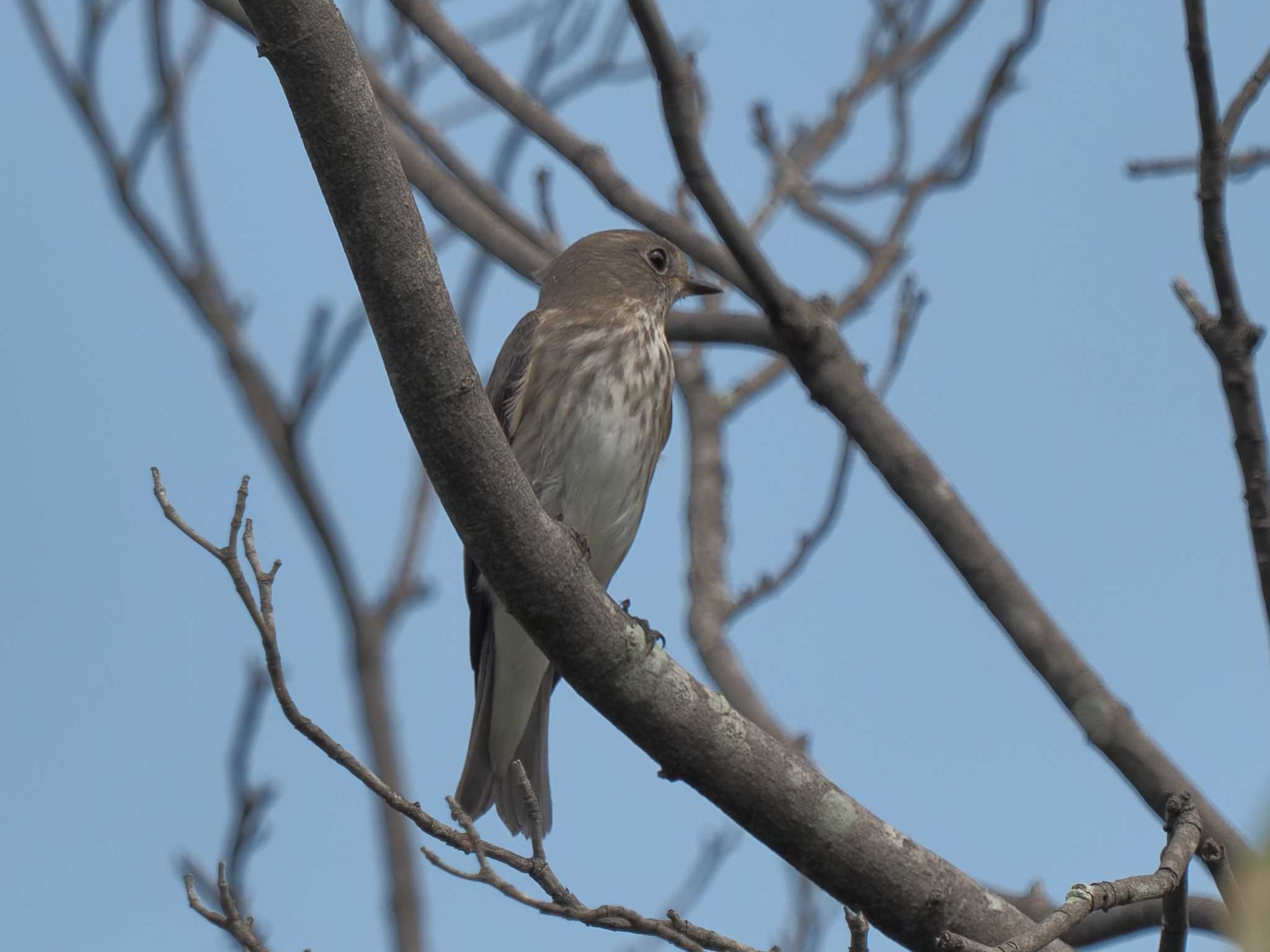 庄内緑地公園 エゾビタキの写真