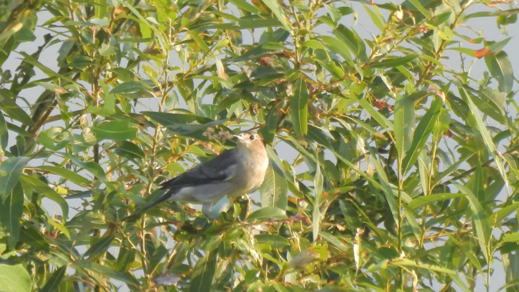 今季初認 コムクドリ