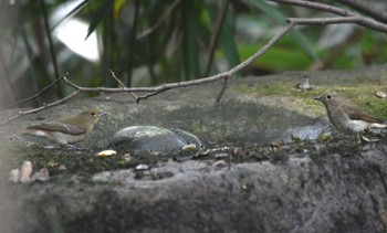 2023年9月27日(水) 井の頭公園の野鳥観察記録