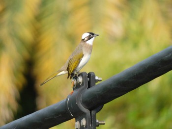 Light-vented Bulbul 台湾 Mon, 9/25/2023