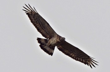 Crested Honey Buzzard Shirakaba-touge Sat, 9/23/2023