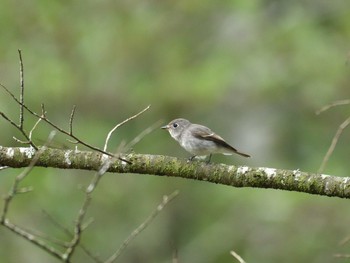 Asian Brown Flycatcher 十里木高原 Mon, 9/18/2023