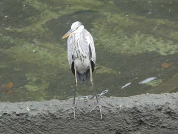 2018年9月16日(日) 恩田川(高瀬橋付近)の野鳥観察記録