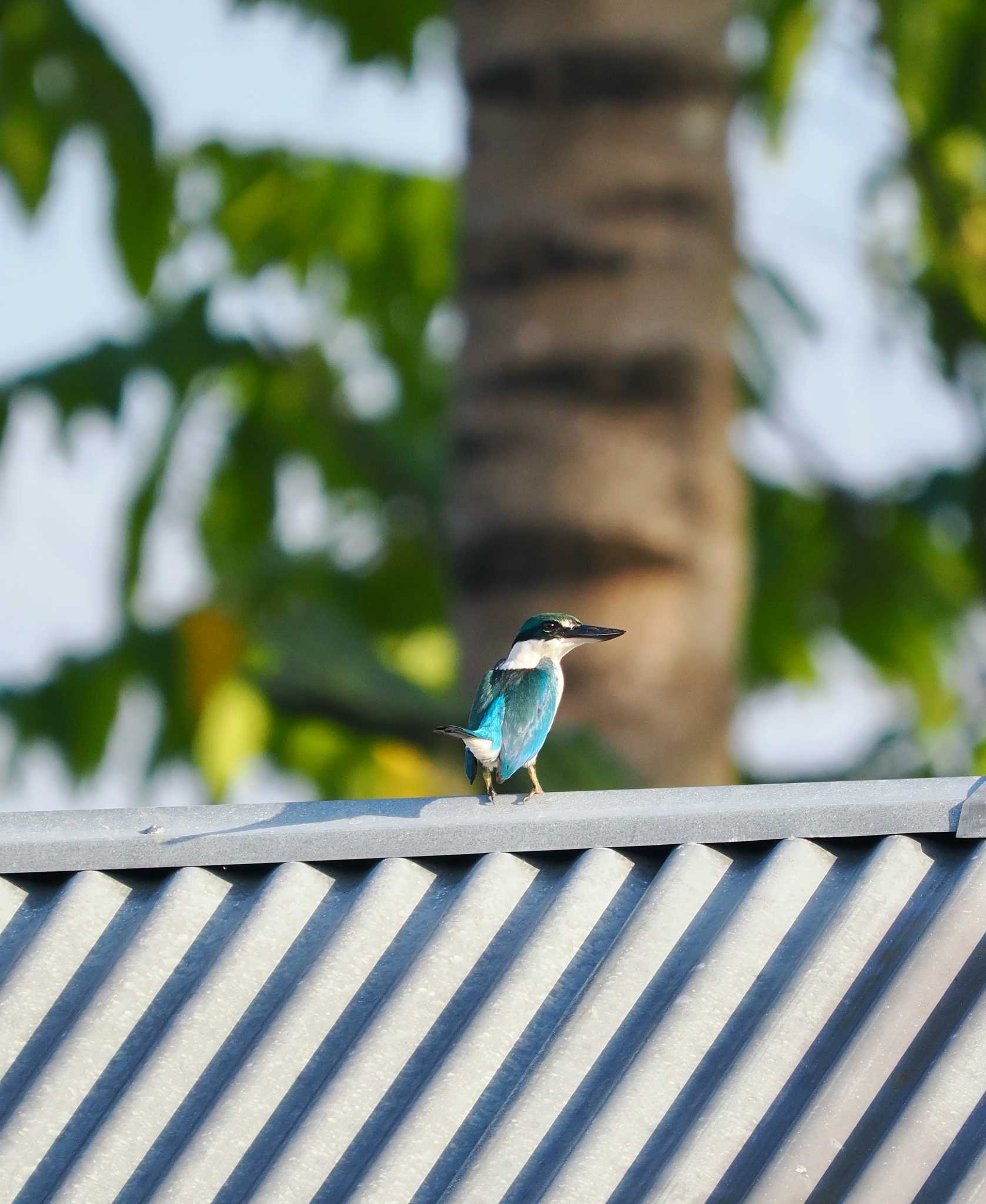 Photo of Collared Kingfisher at nantu by okamooo