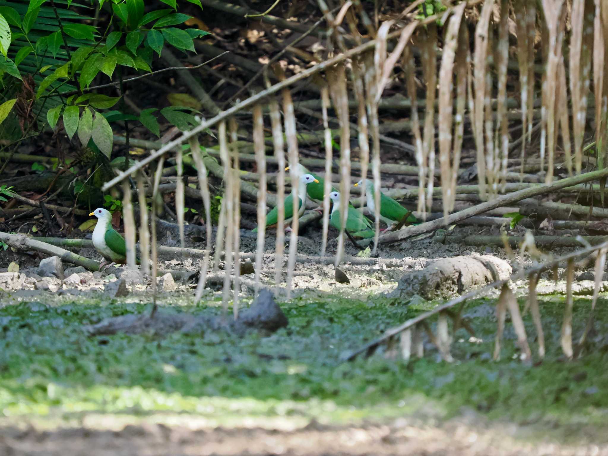 Photo of Green Imperial Pigeon at nantu by okamooo
