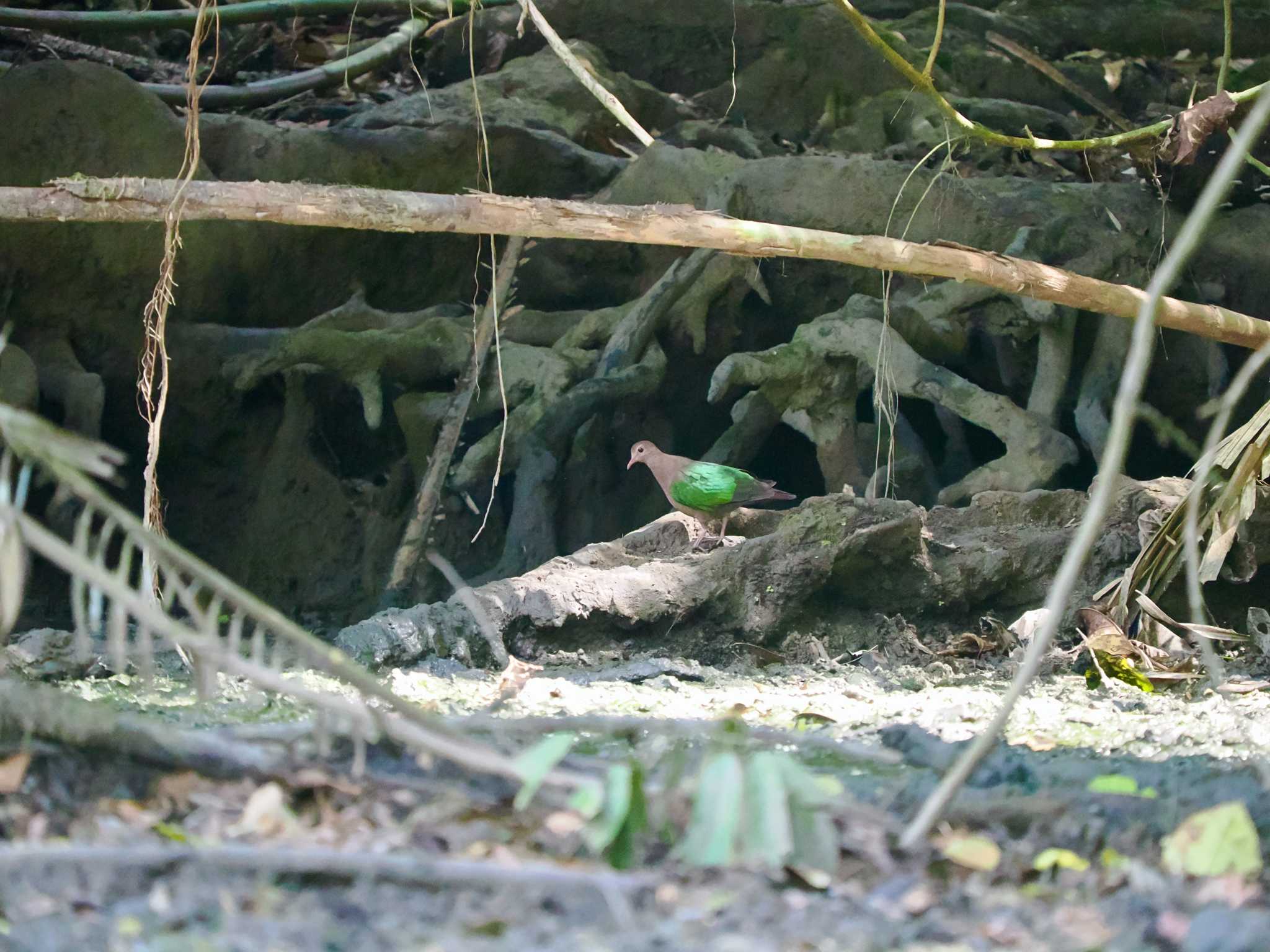 Common Emerald Dove