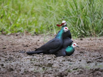 White-faced Cuckoo-Dove