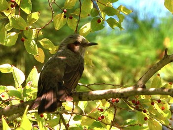 Brown-eared Bulbul Hattori Ryokuchi Park Sun, 9/24/2023