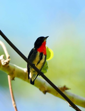 Mistletoebird Tangkoko NR(Indonesia Sulawesi Island) Wed, 9/20/2023