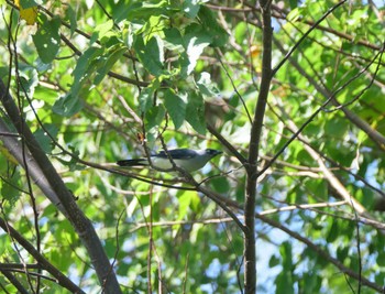 White-bellied Cuckooshrike Tangkoko NR(Indonesia Sulawesi Island) Wed, 9/20/2023