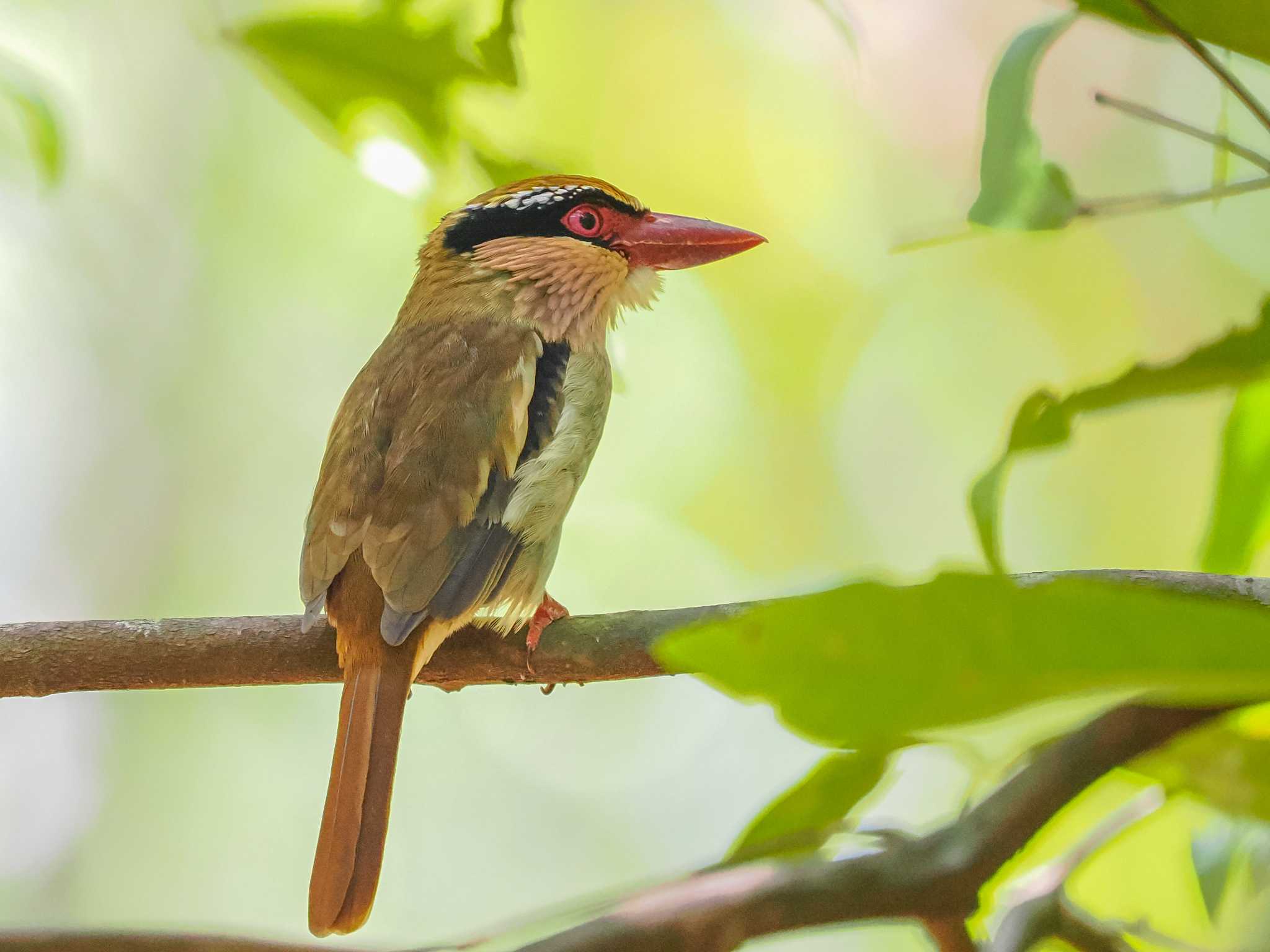 Photo of Sulawesi Lilac Kingfisher at Tangkoko NR(Indonesia Sulawesi Island) by okamooo