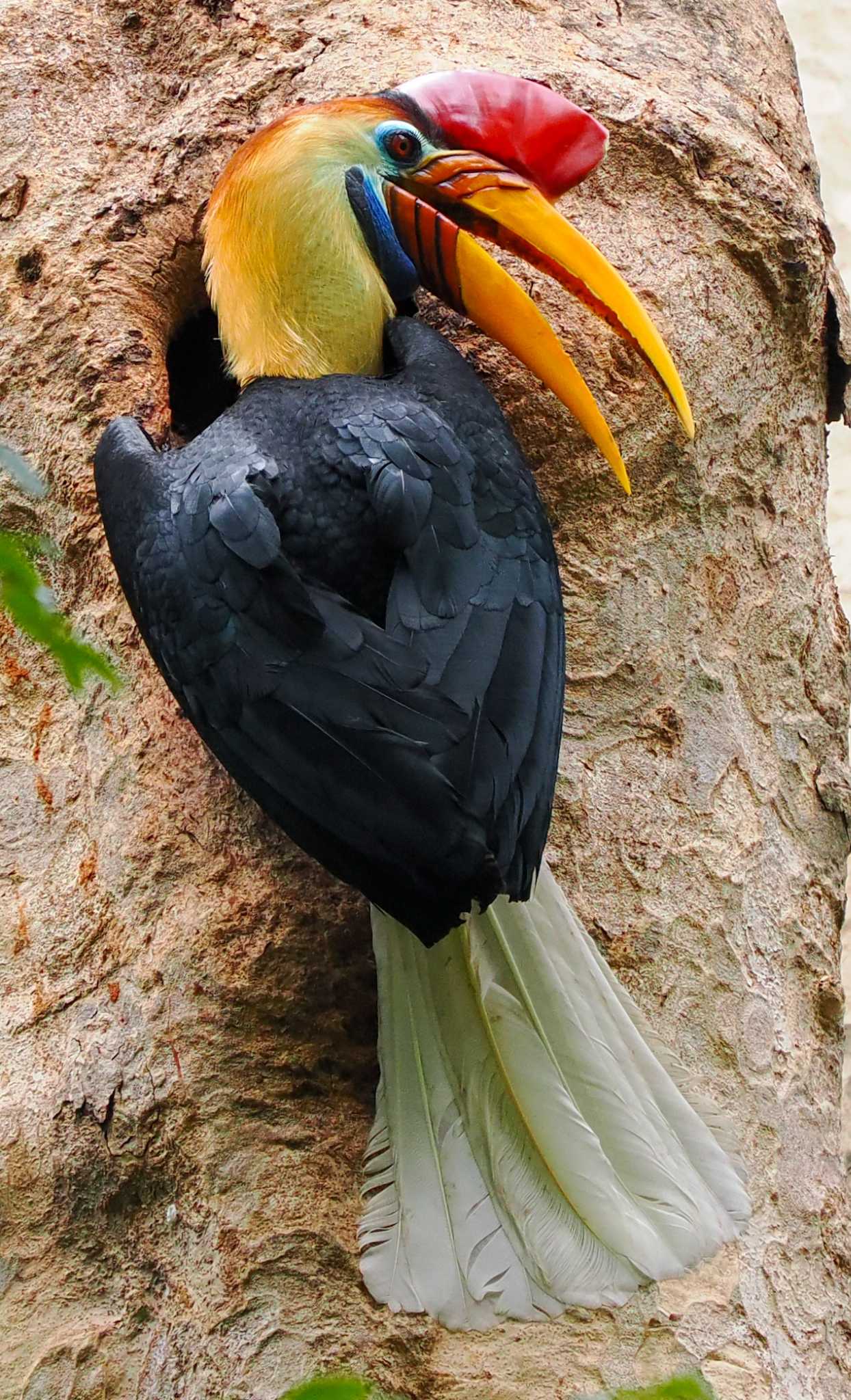 Knobbed Hornbill