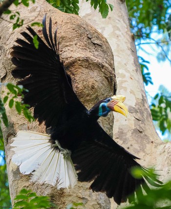 Knobbed Hornbill Tangkoko NR(Indonesia Sulawesi Island) Wed, 9/20/2023