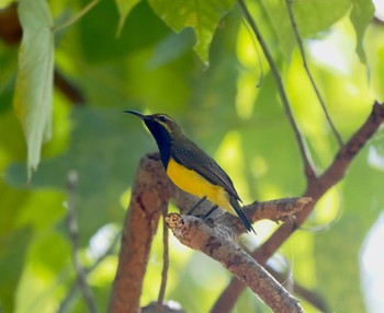 Ornate Sunbird Tangkoko NR(Indonesia Sulawesi Island) Wed, 9/20/2023