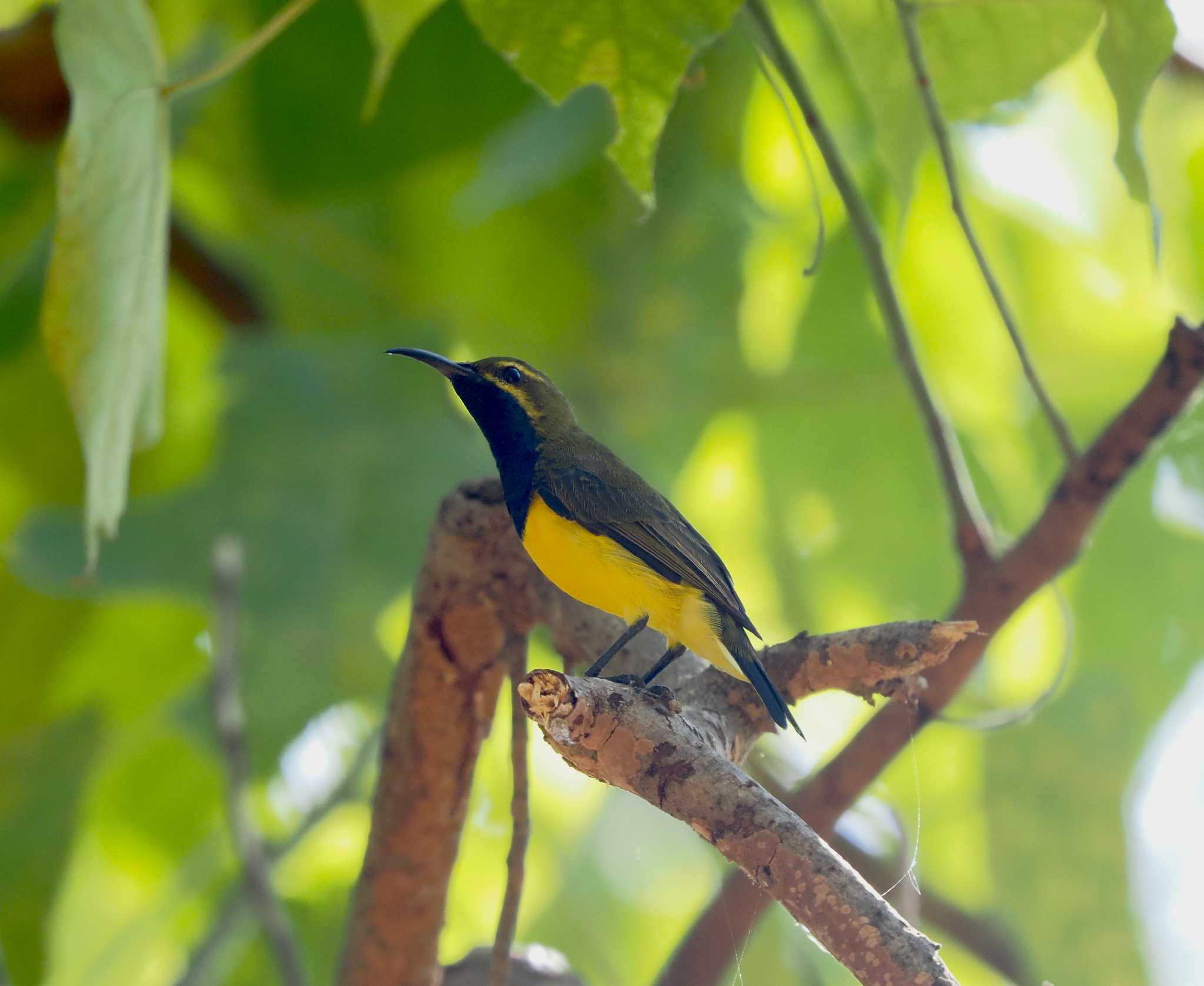 Ornate Sunbird