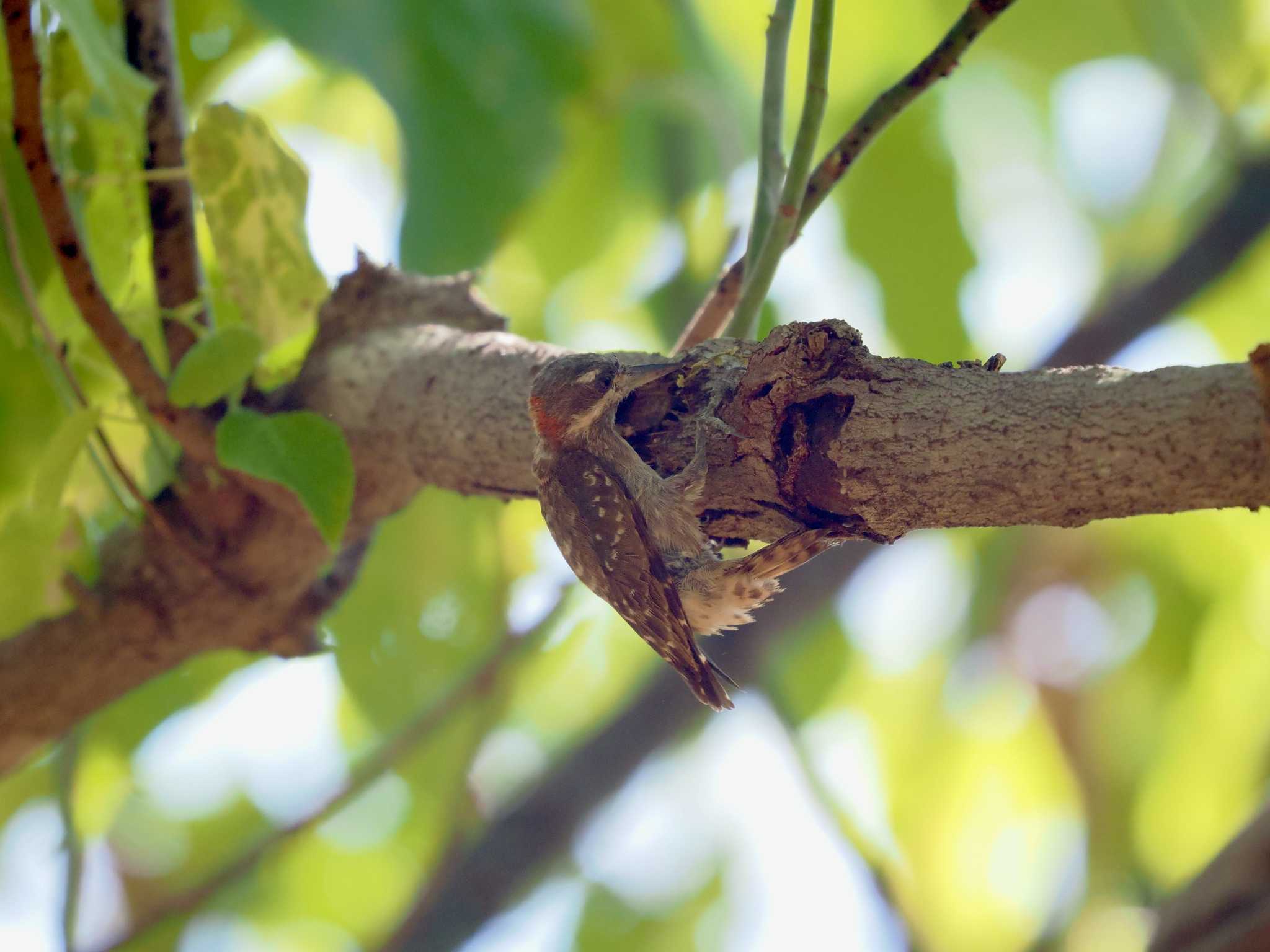 タンココ自然保護区 セレベスコゲラの写真 by okamooo