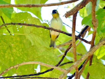 Unknown Species Tangkoko NR(Indonesia Sulawesi Island) Wed, 9/20/2023