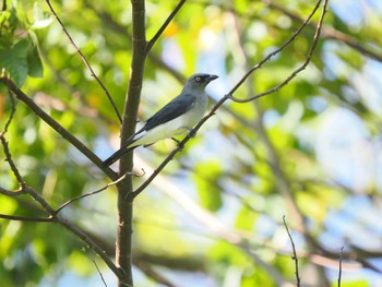 White-bellied Cuckooshrike Tangkoko NR(Indonesia Sulawesi Island) Wed, 9/20/2023