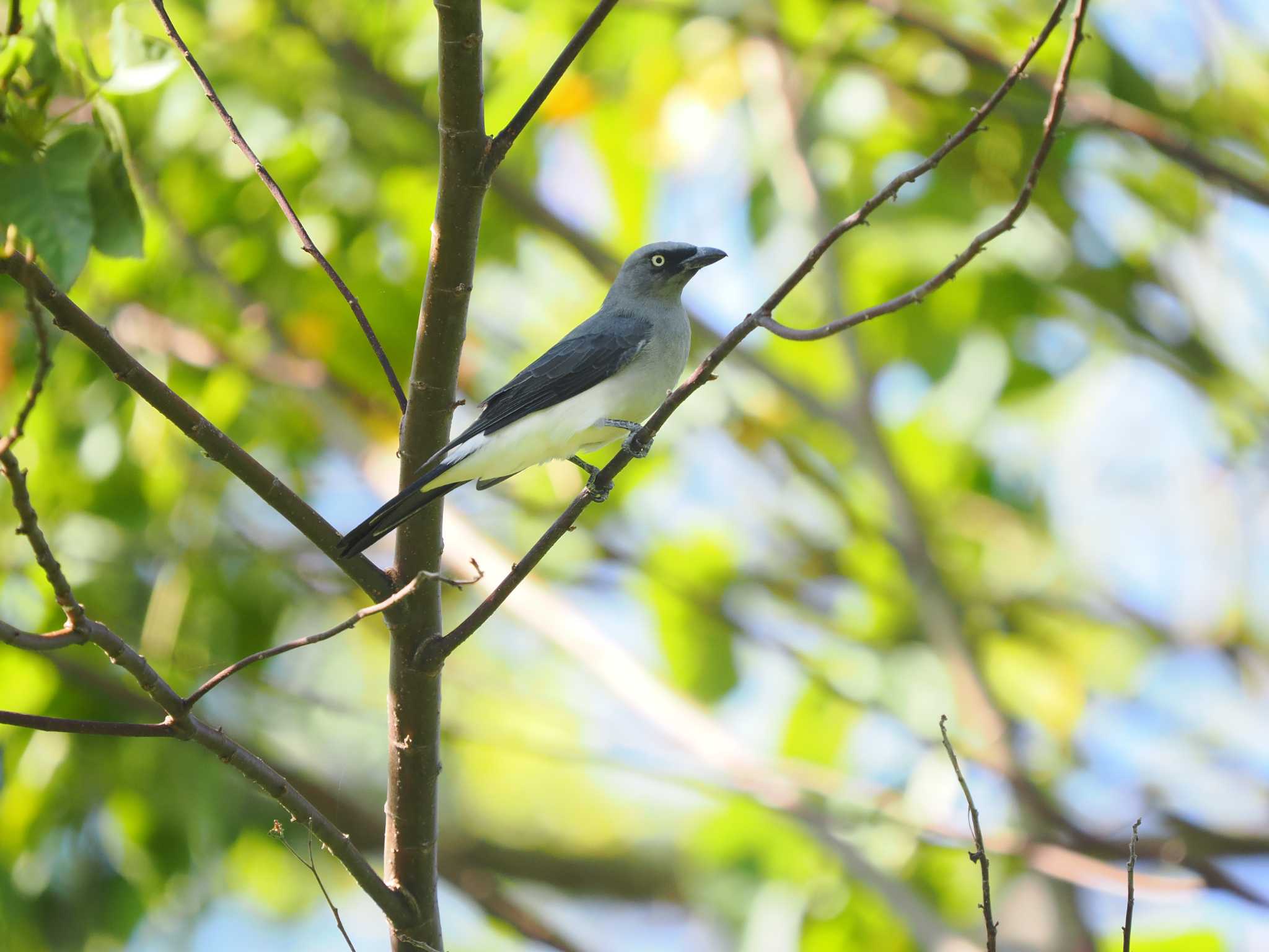 Photo of White-bellied Cuckooshrike at Tangkoko NR(Indonesia Sulawesi Island) by okamooo