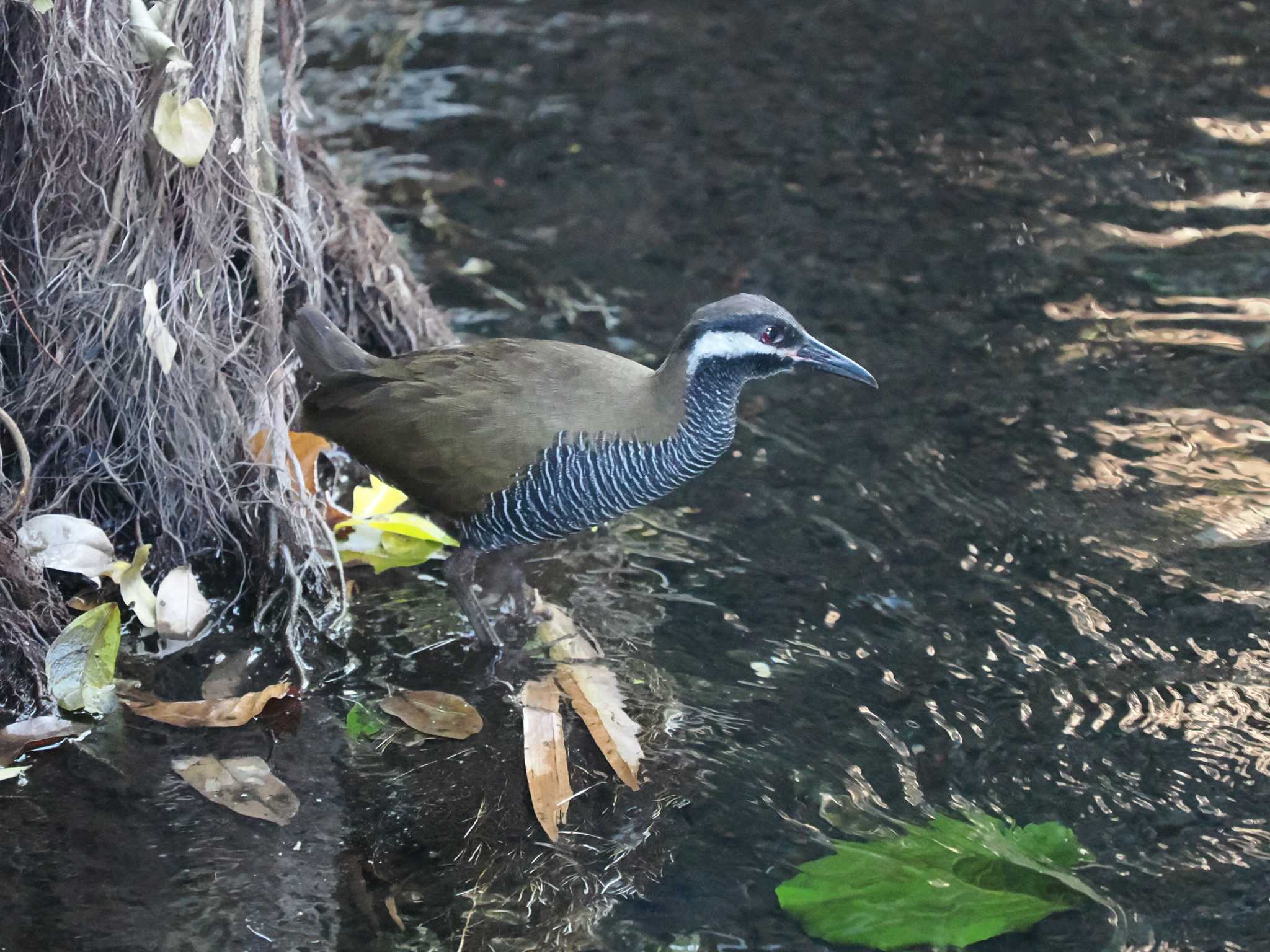 Photo of Barred Rail at Tangkoko NR(Indonesia Sulawesi Island) by okamooo