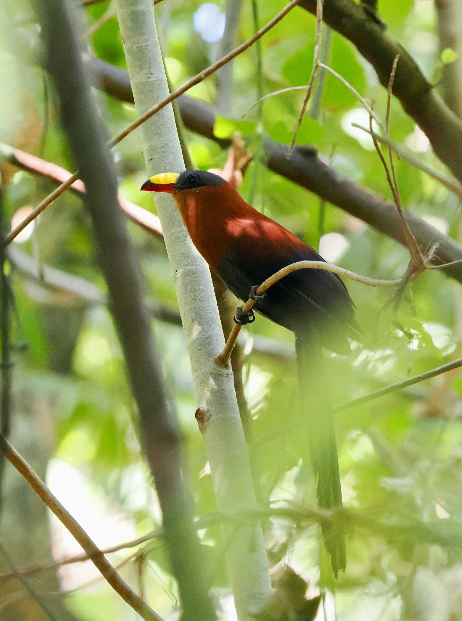 Yellow-billed Malkoha