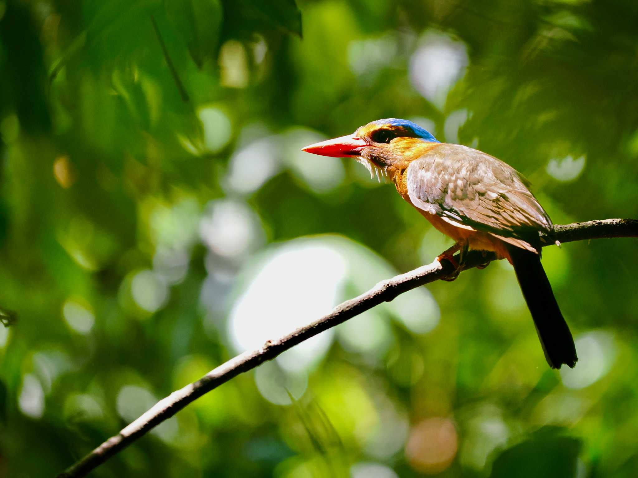 Photo of Green-backed Kingfisher at Tangkoko NR(Indonesia Sulawesi Island) by okamooo