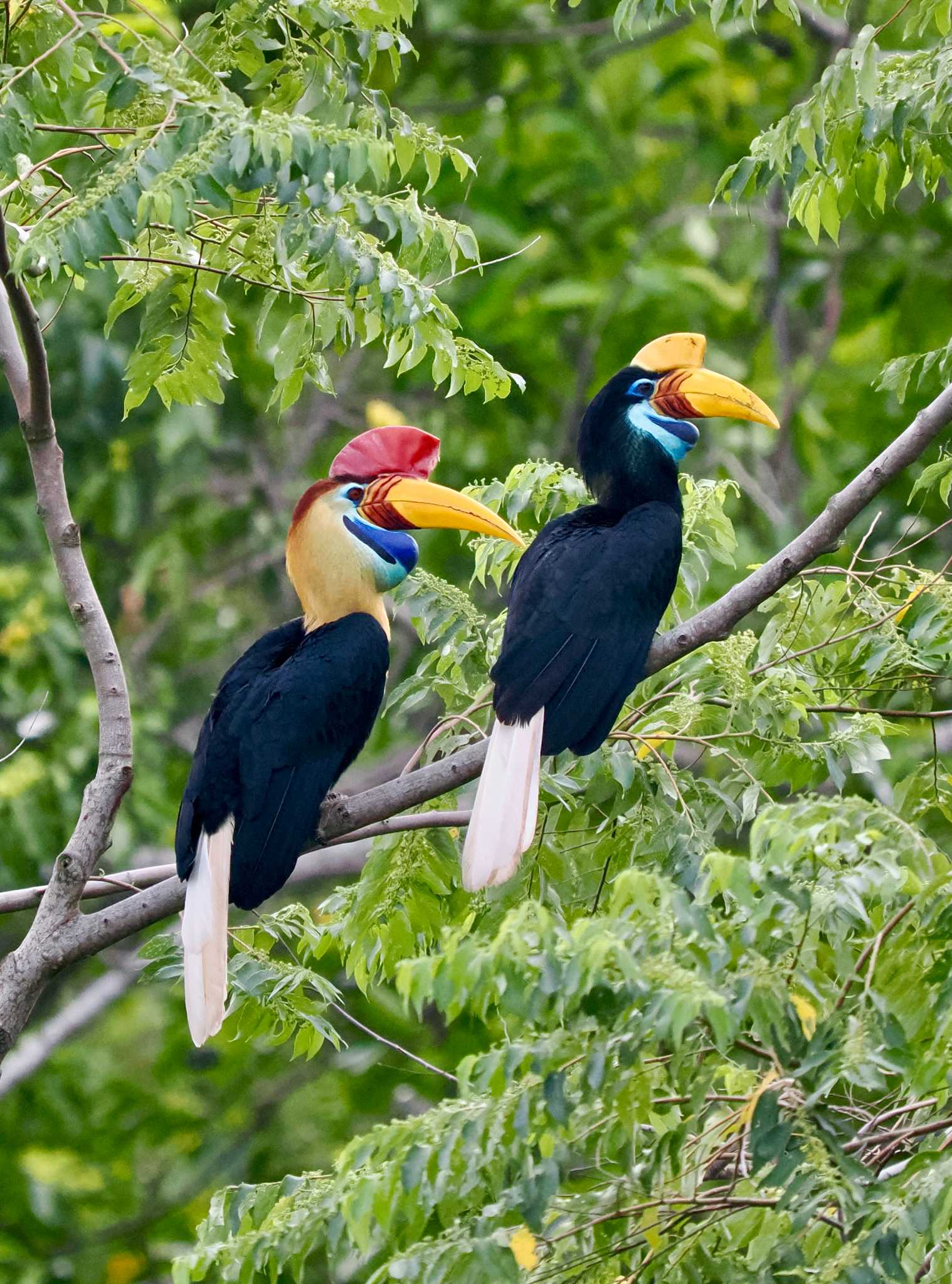 Knobbed Hornbill