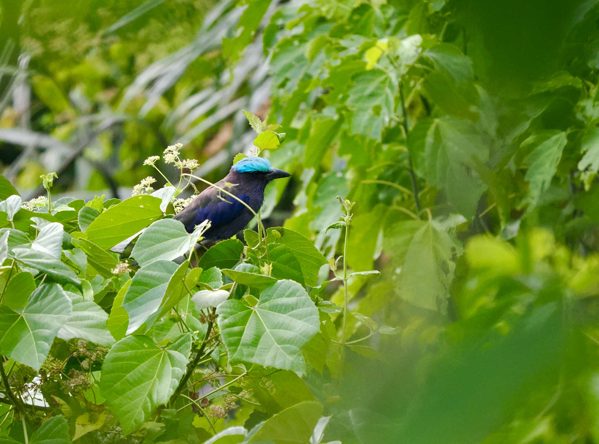 Photo of Purple-winged Roller at Tangkoko NR(Indonesia Sulawesi Island) by okamooo