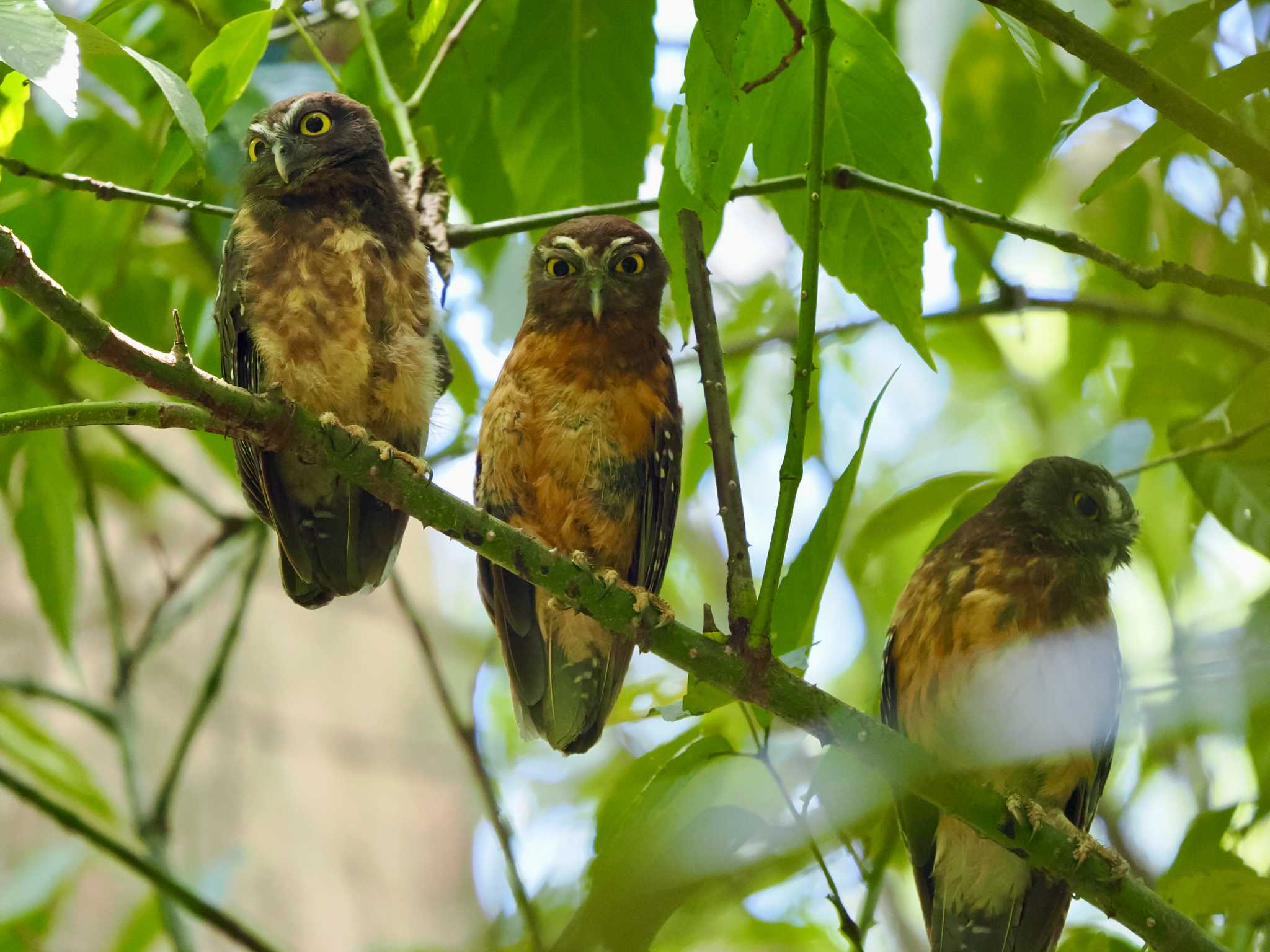 Ochre-bellied Boobook