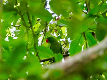 Blue-backed Parrot Tangkoko NR(Indonesia Sulawesi Island) Wed, 9/20/2023