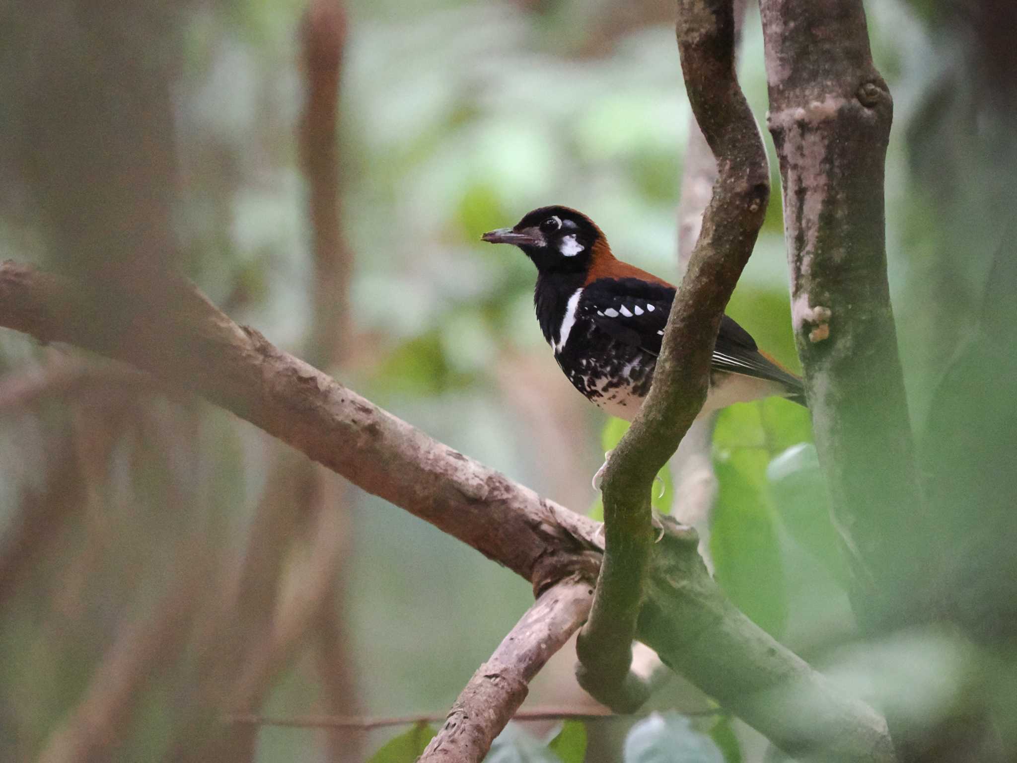 Photo of Red-backed Thrush at Tangkoko NR(Indonesia Sulawesi Island) by okamooo