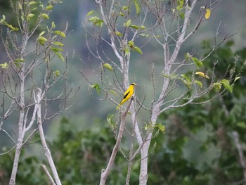 Black-naped Oriole Tangkoko NR(Indonesia Sulawesi Island) Wed, 9/20/2023