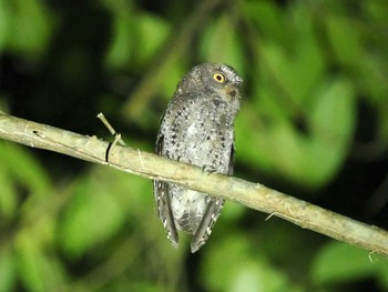 Sulawesi Scops Owl Tangkoko NR(Indonesia Sulawesi Island) Wed, 9/20/2023