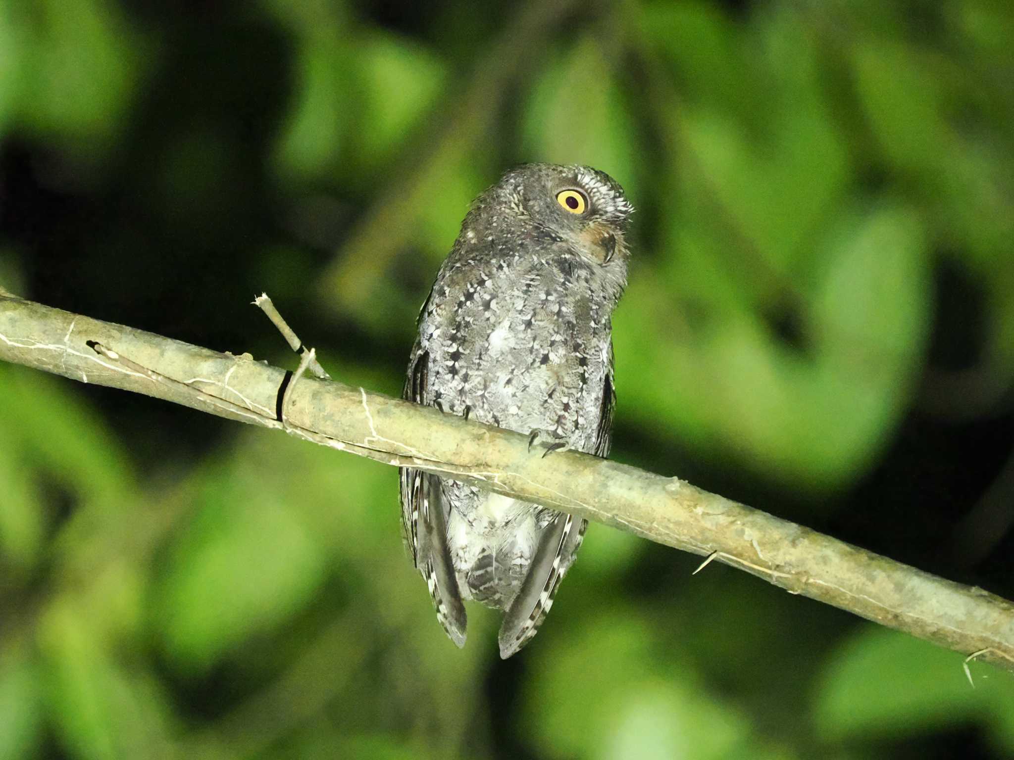 Sulawesi Scops Owl