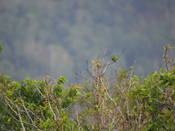 Great Hanging Parrot Tangkoko NR(Indonesia Sulawesi Island) Wed, 9/20/2023