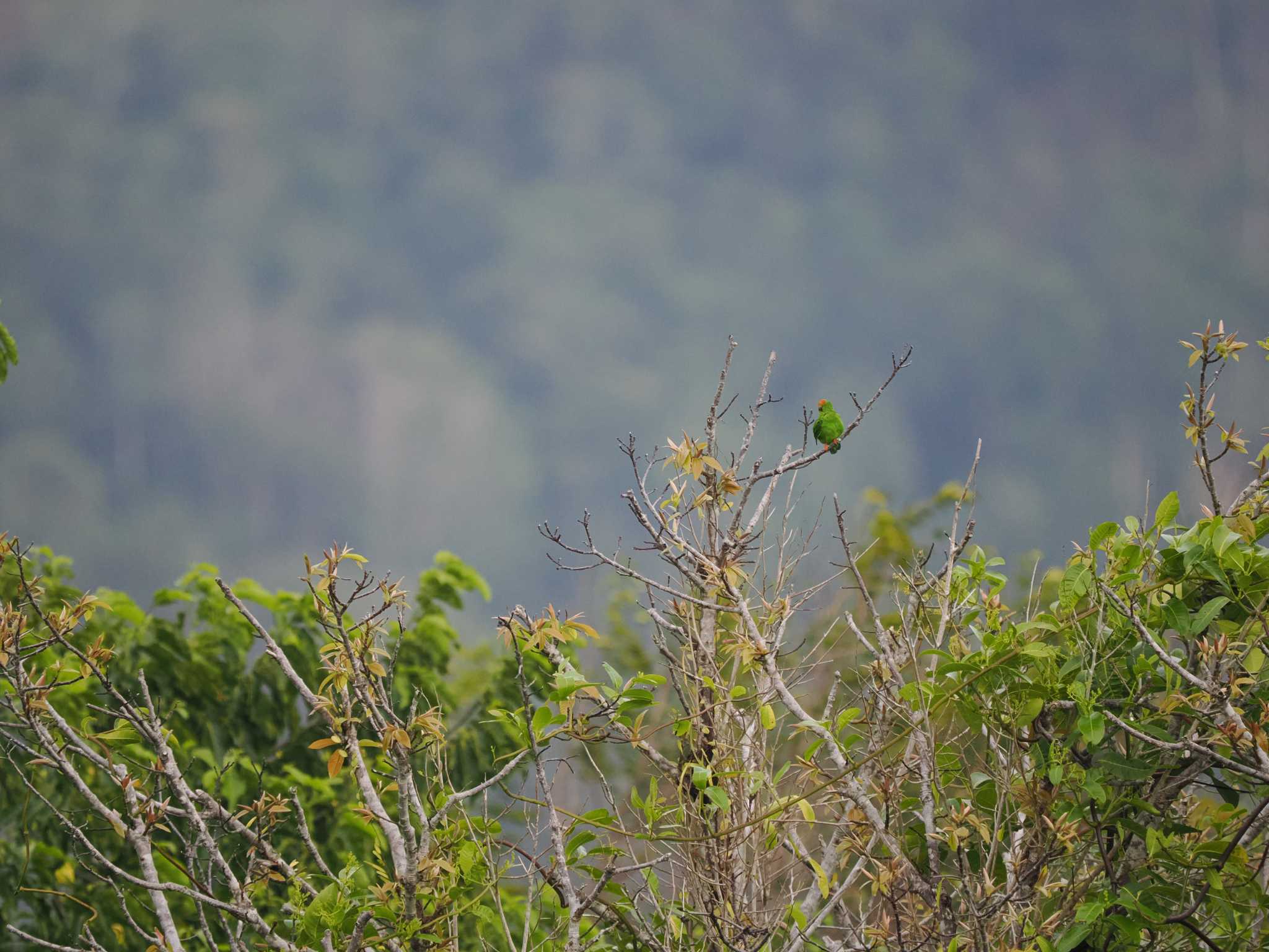 Photo of Great Hanging Parrot at Tangkoko NR(Indonesia Sulawesi Island) by okamooo