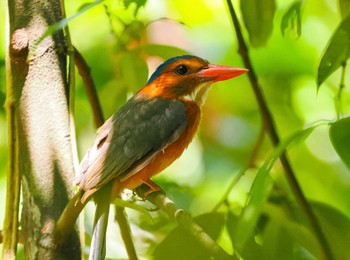 Green-backed Kingfisher Tangkoko NR(Indonesia Sulawesi Island) Wed, 9/20/2023