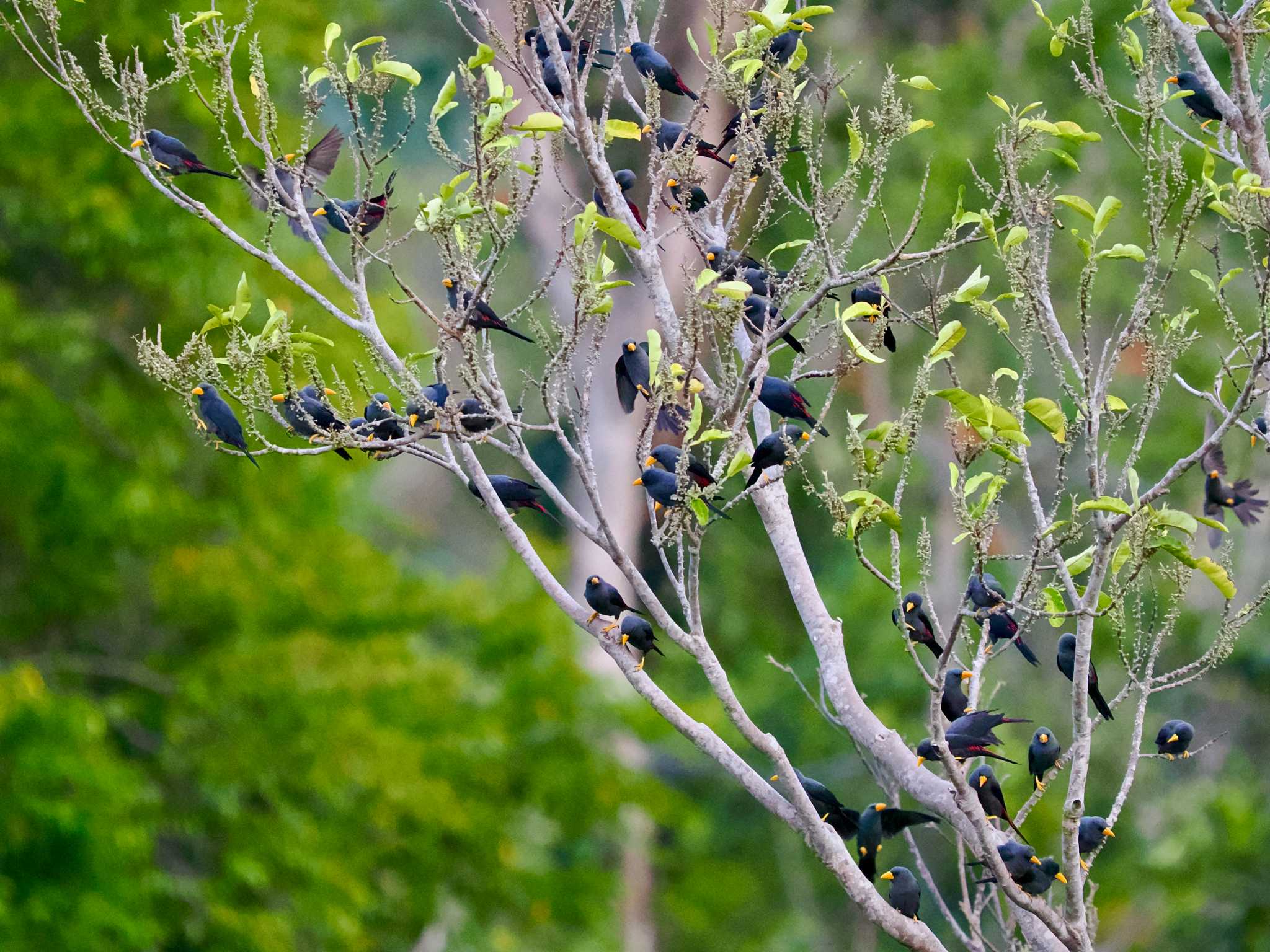 タンココ自然保護区 シュウダンムクドリの写真 by okamooo