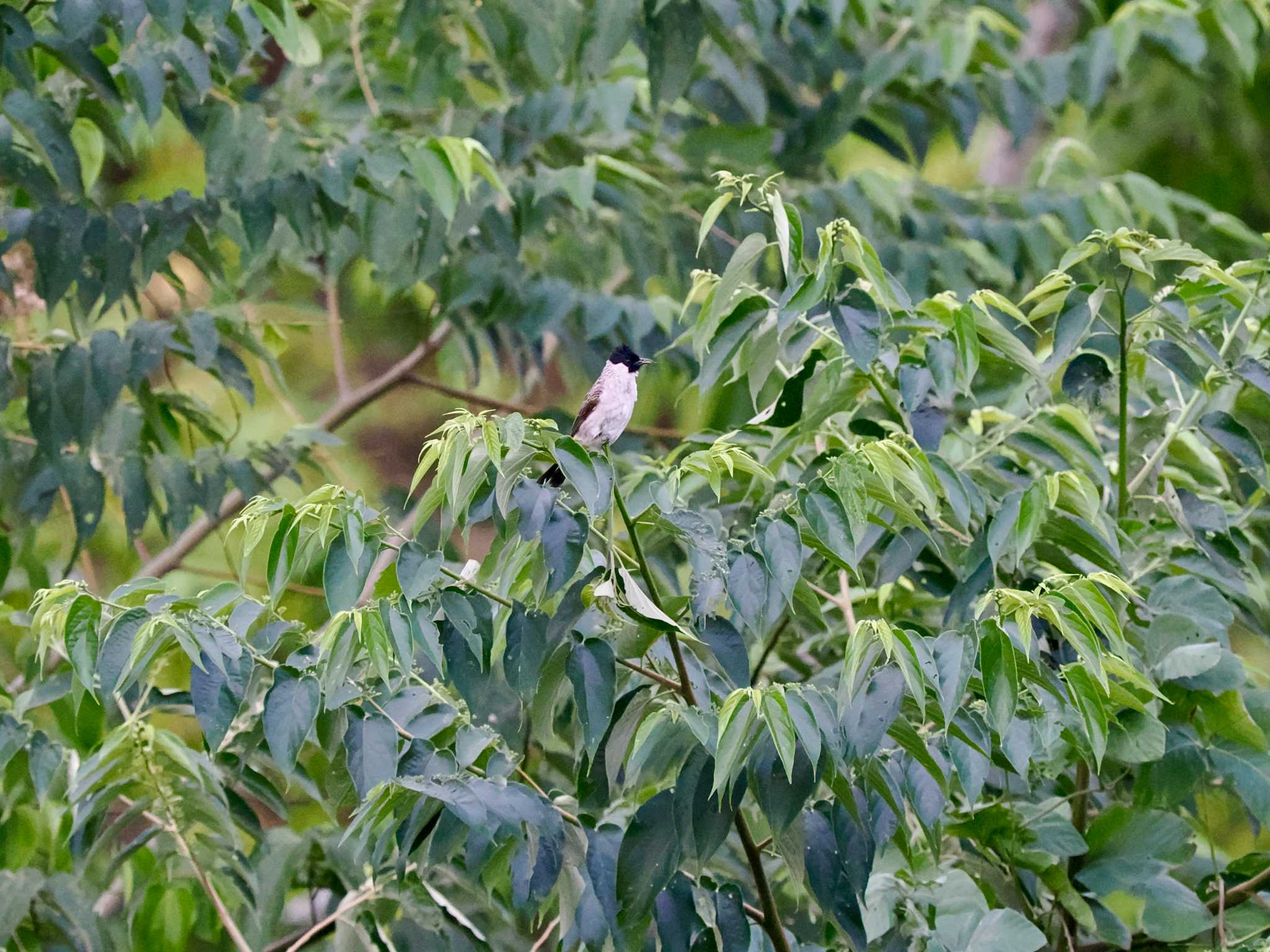 タンココ自然保護区 コシジロヒヨドリの写真 by okamooo