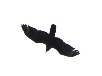 Crested Honey Buzzard 武山(神奈川県横須賀市) Sun, 9/24/2023